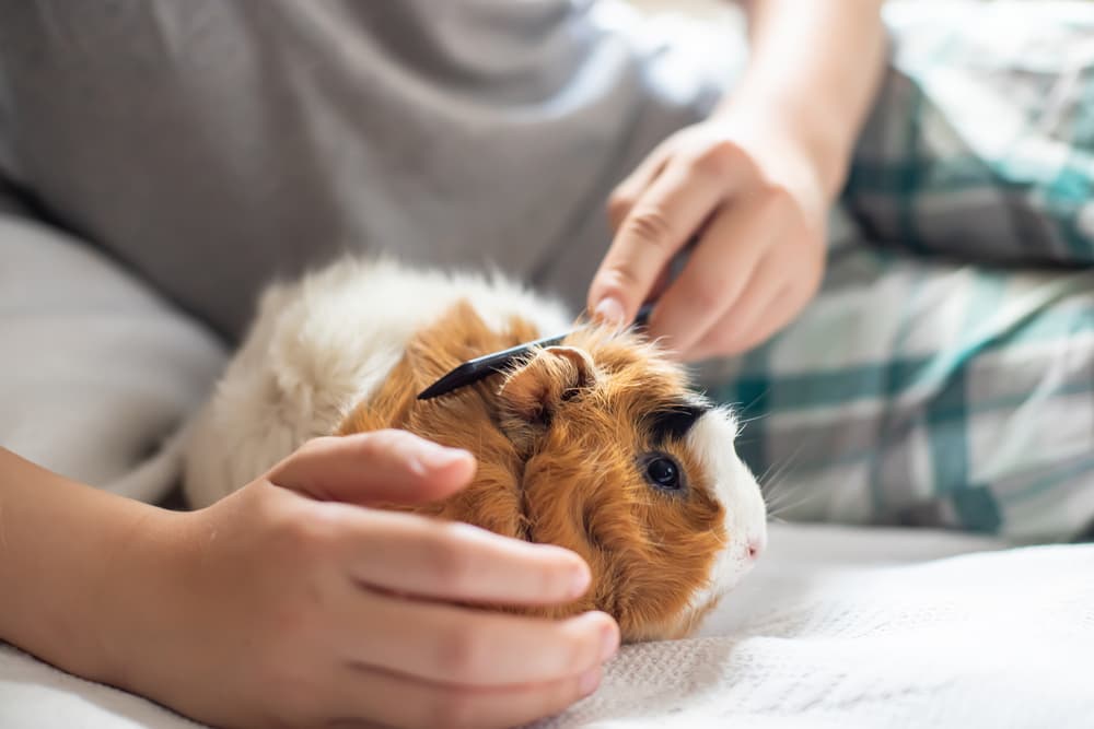 Hamster being combed by it's owner