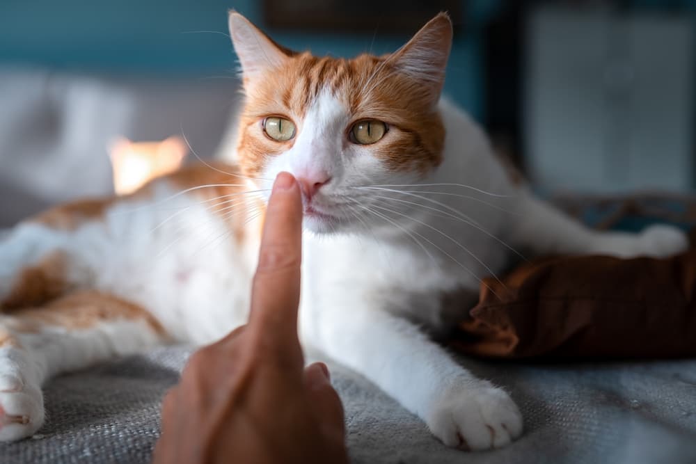 A finger reaching out to touch a cat on the nose