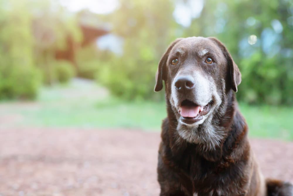 A happy dog
