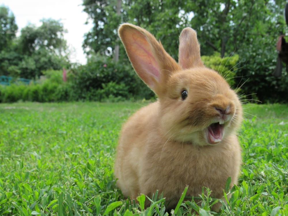 A rabbit looking shocked