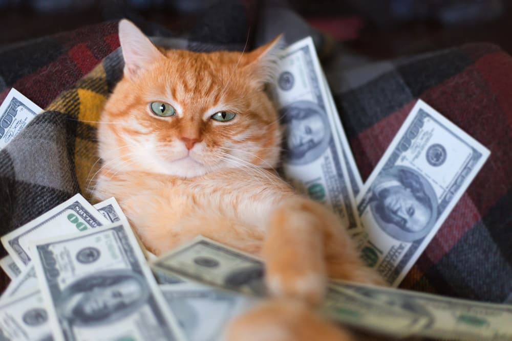 A cat sat on some notes of money