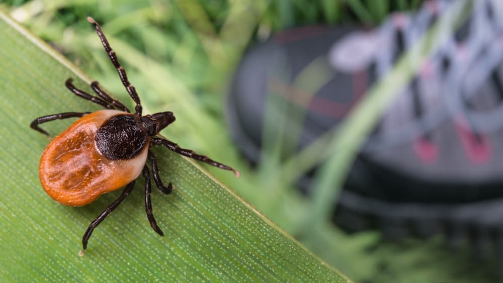 An exotic flea