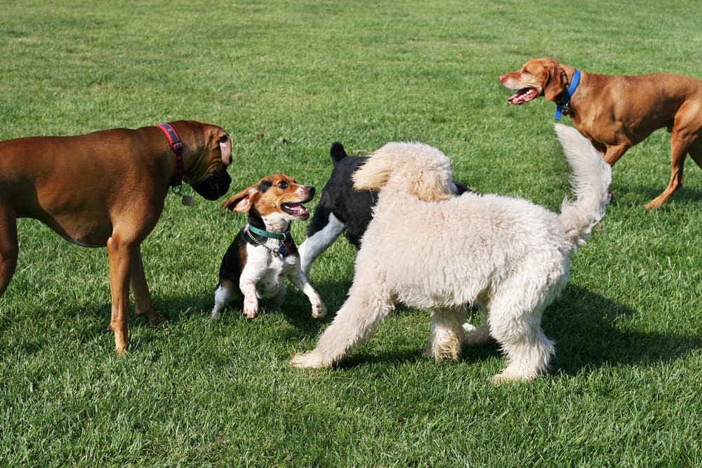 Multiple dogs playing together in the field