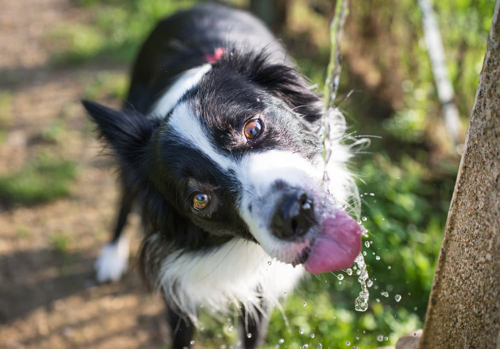 A dog drinking some water