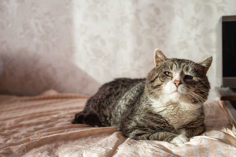 A cat sat on a bed