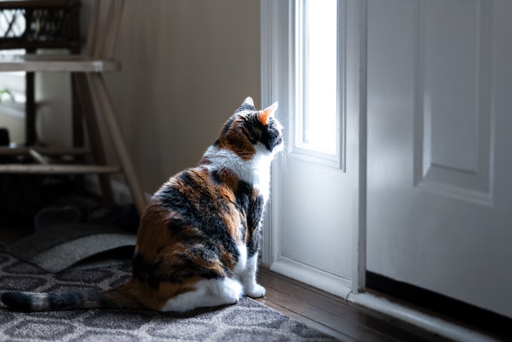 A cat staring out of the window