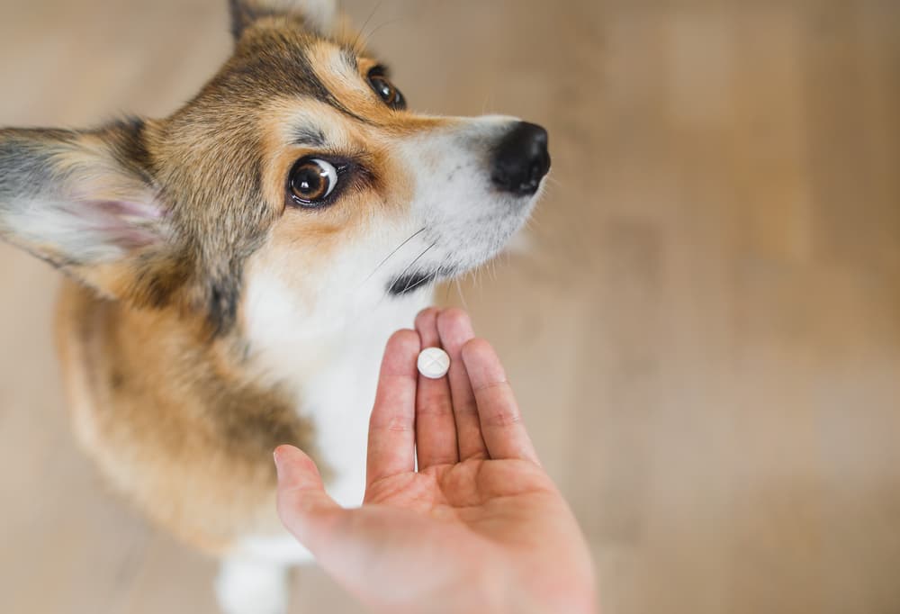 A dog being offered pet medication by it's owner
