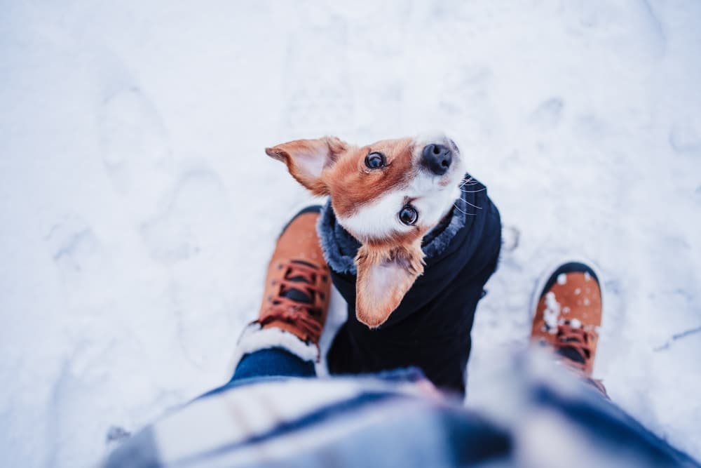 A dog standing on snow in the winter between it's owners leg