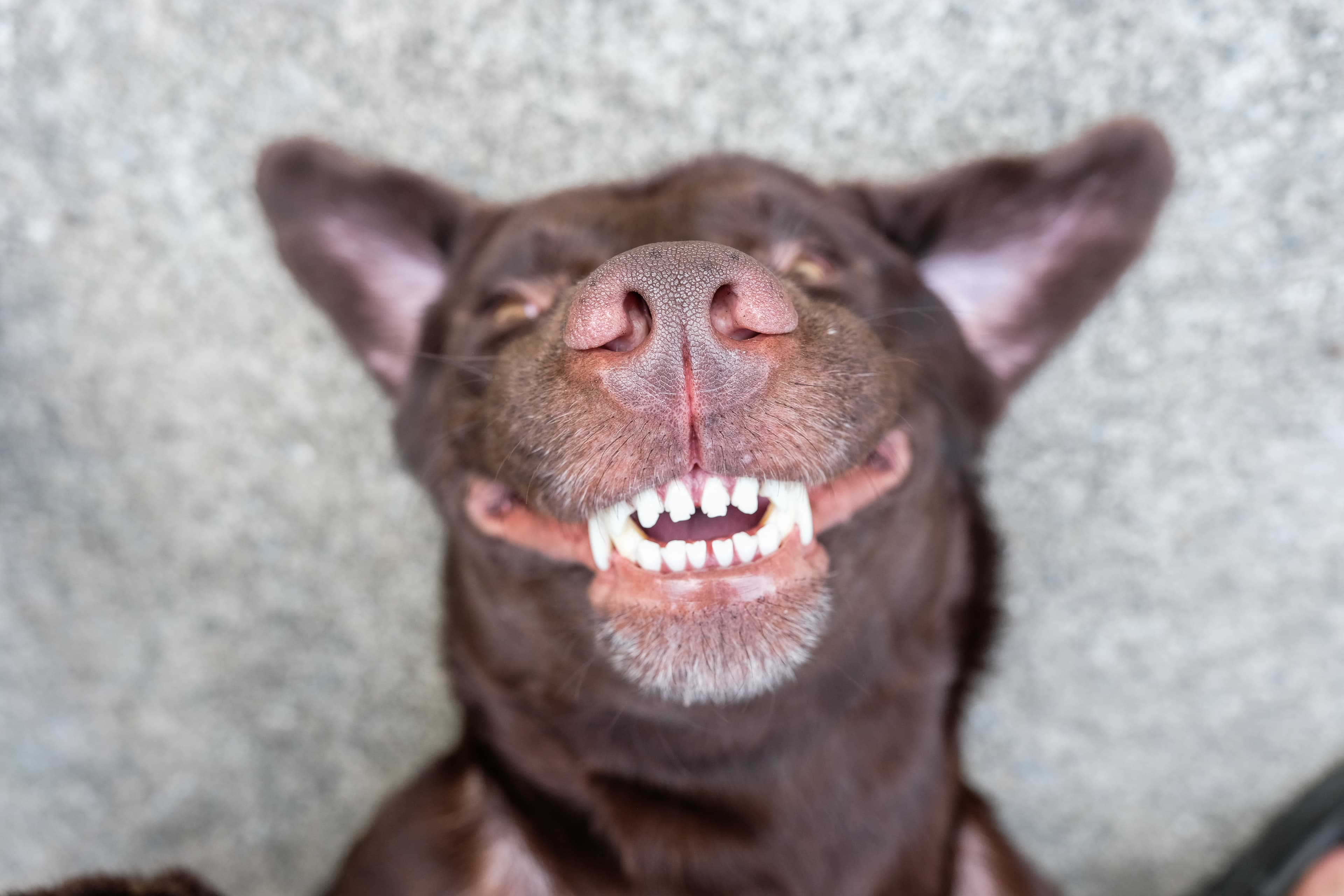 A dog smiling