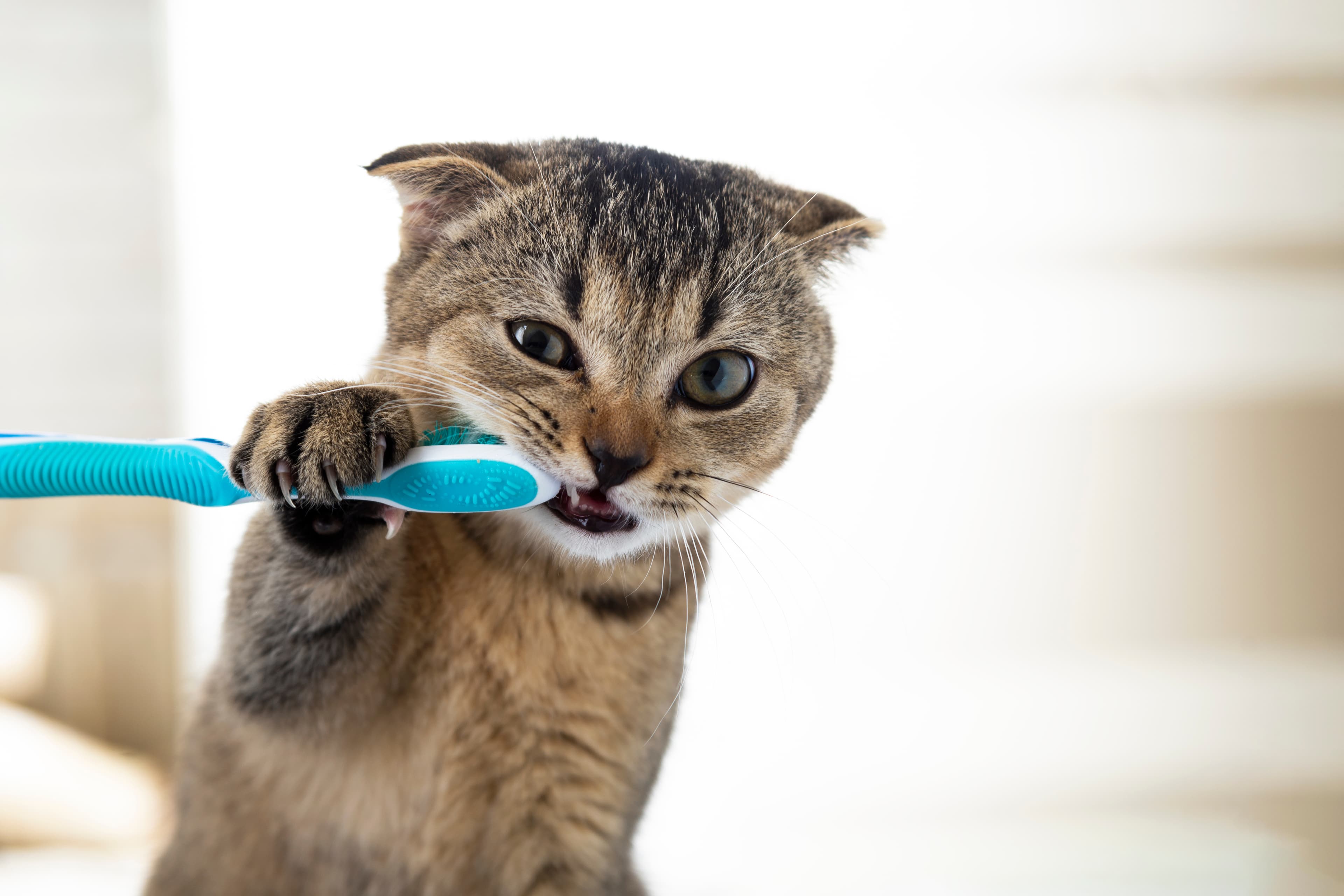 A cat with a toothbrush in it's mouth