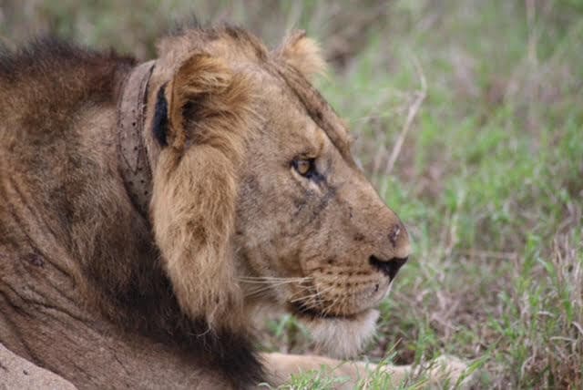 A Lion sat in the grass