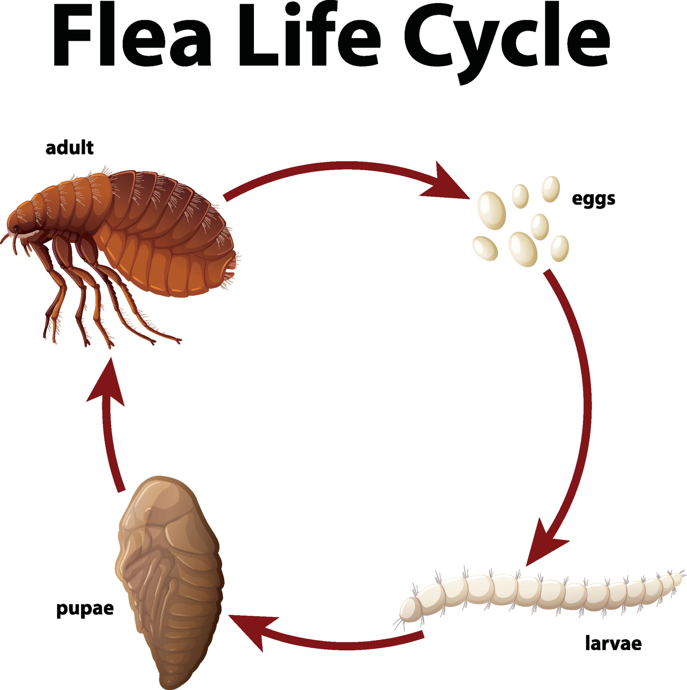 Flea Life Cycle