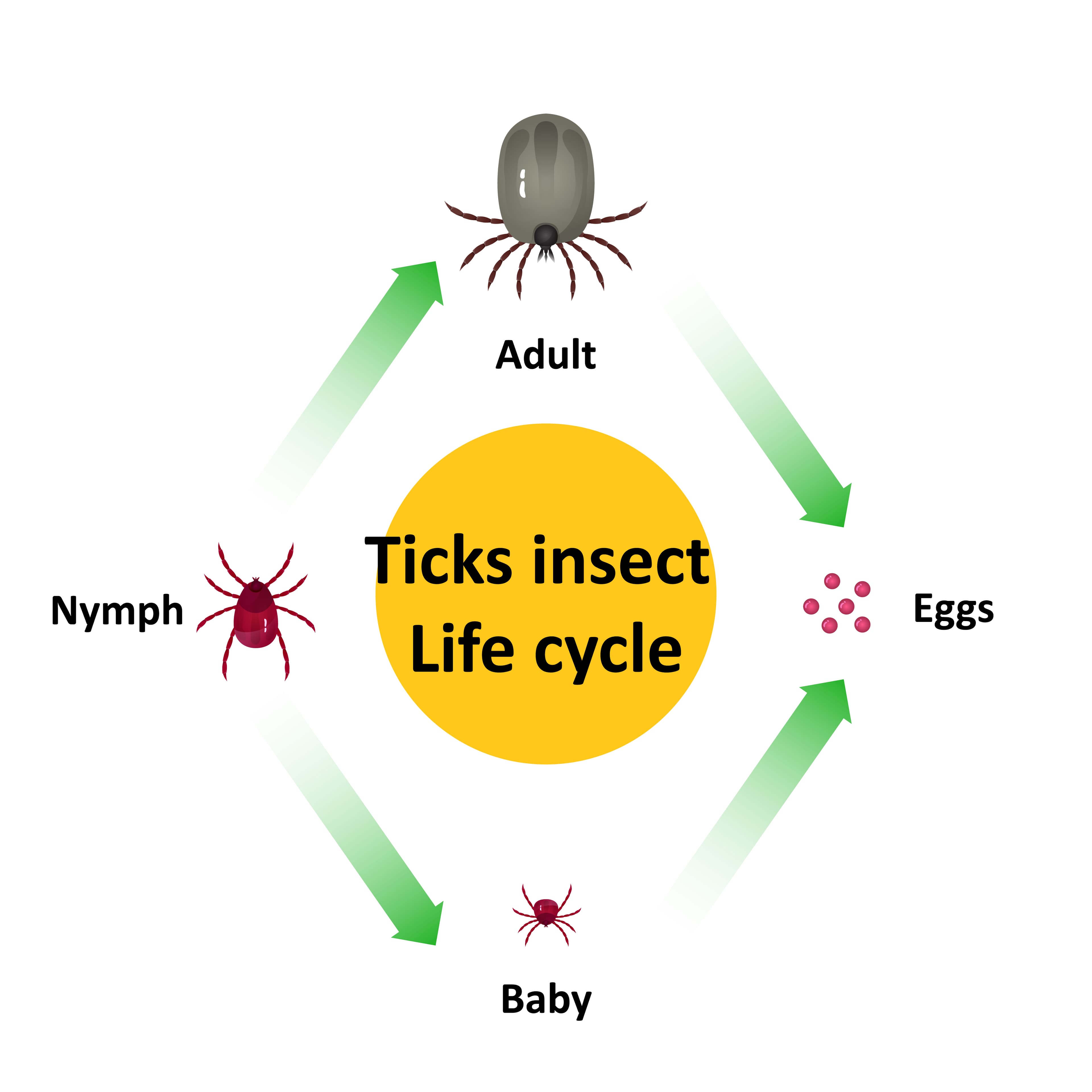 Tick insect life cycle