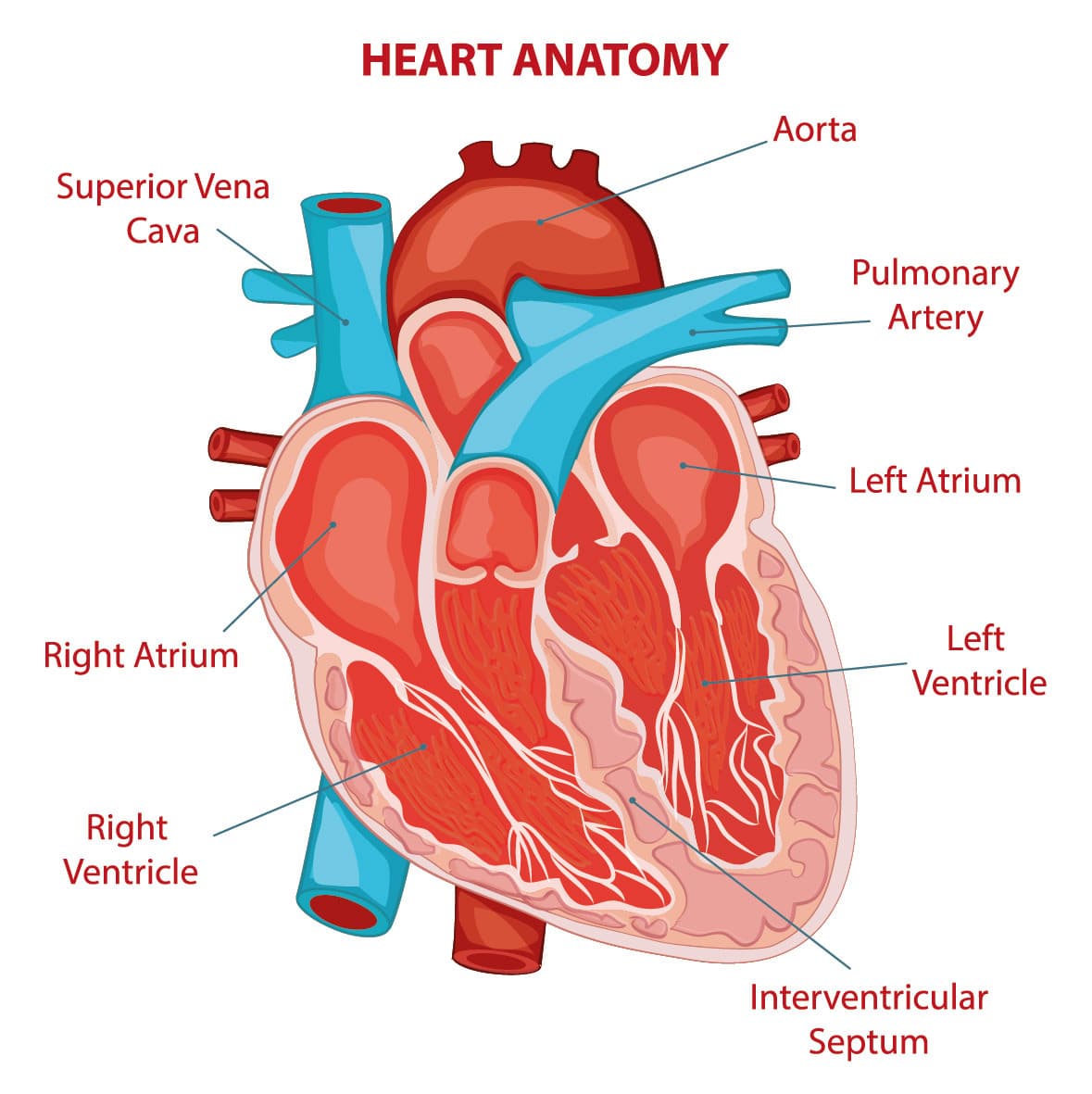 An image of the anatomy of the heart