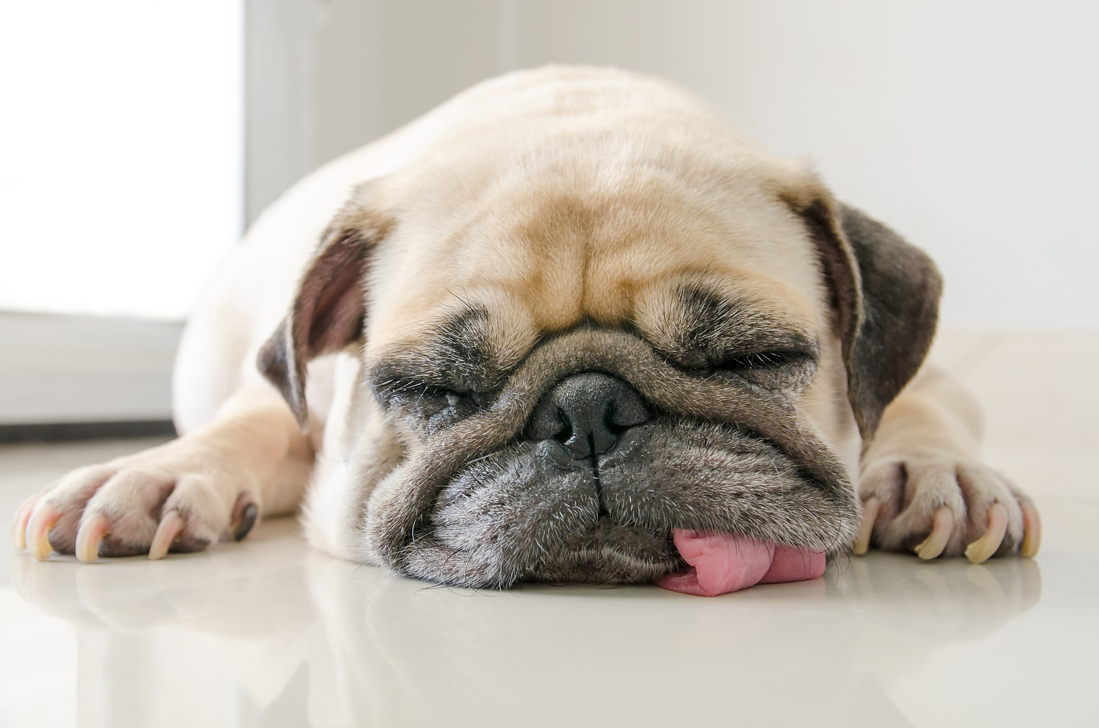 A pug lying on the floor sleeping