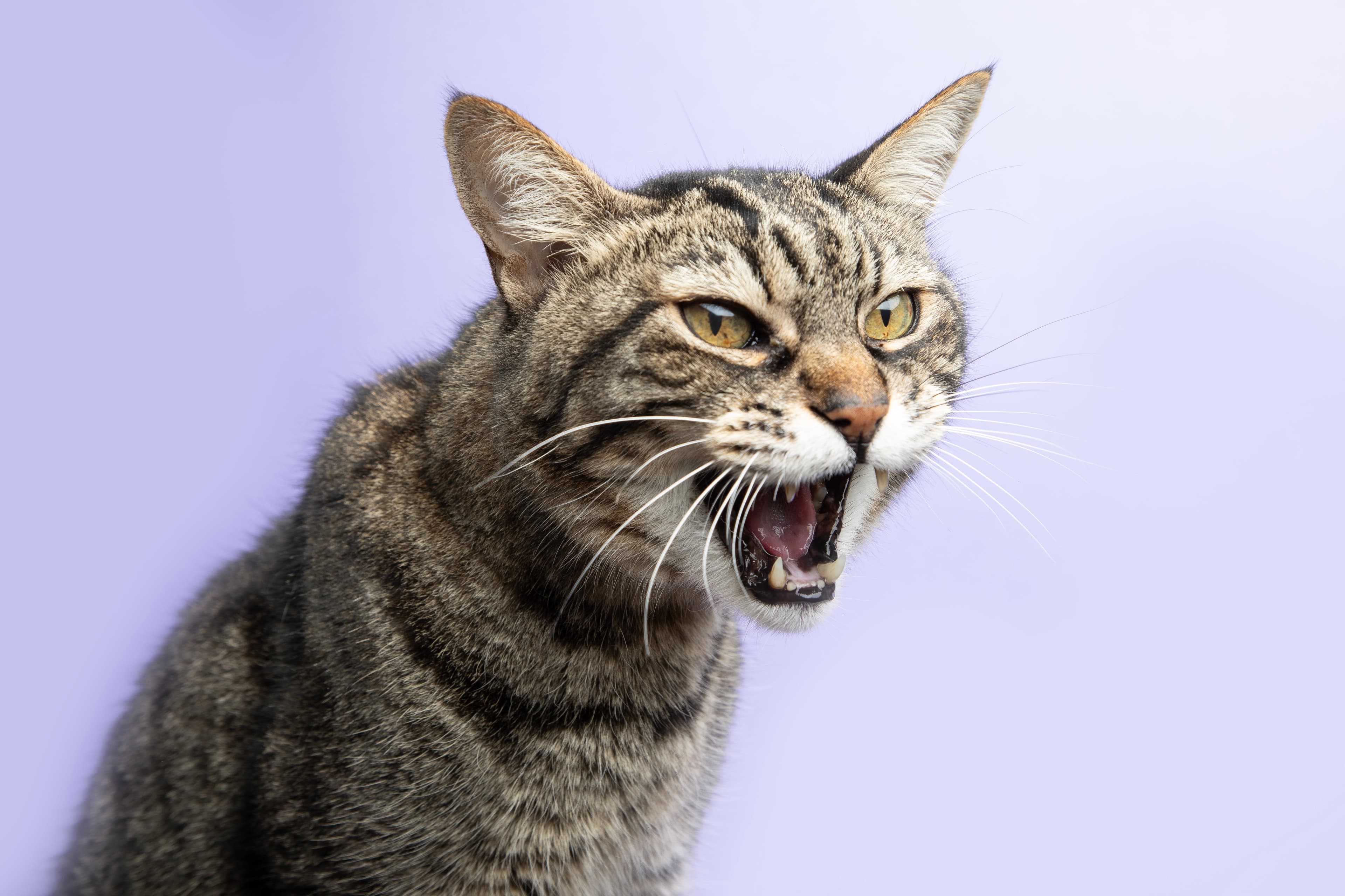 An angry cat hissing