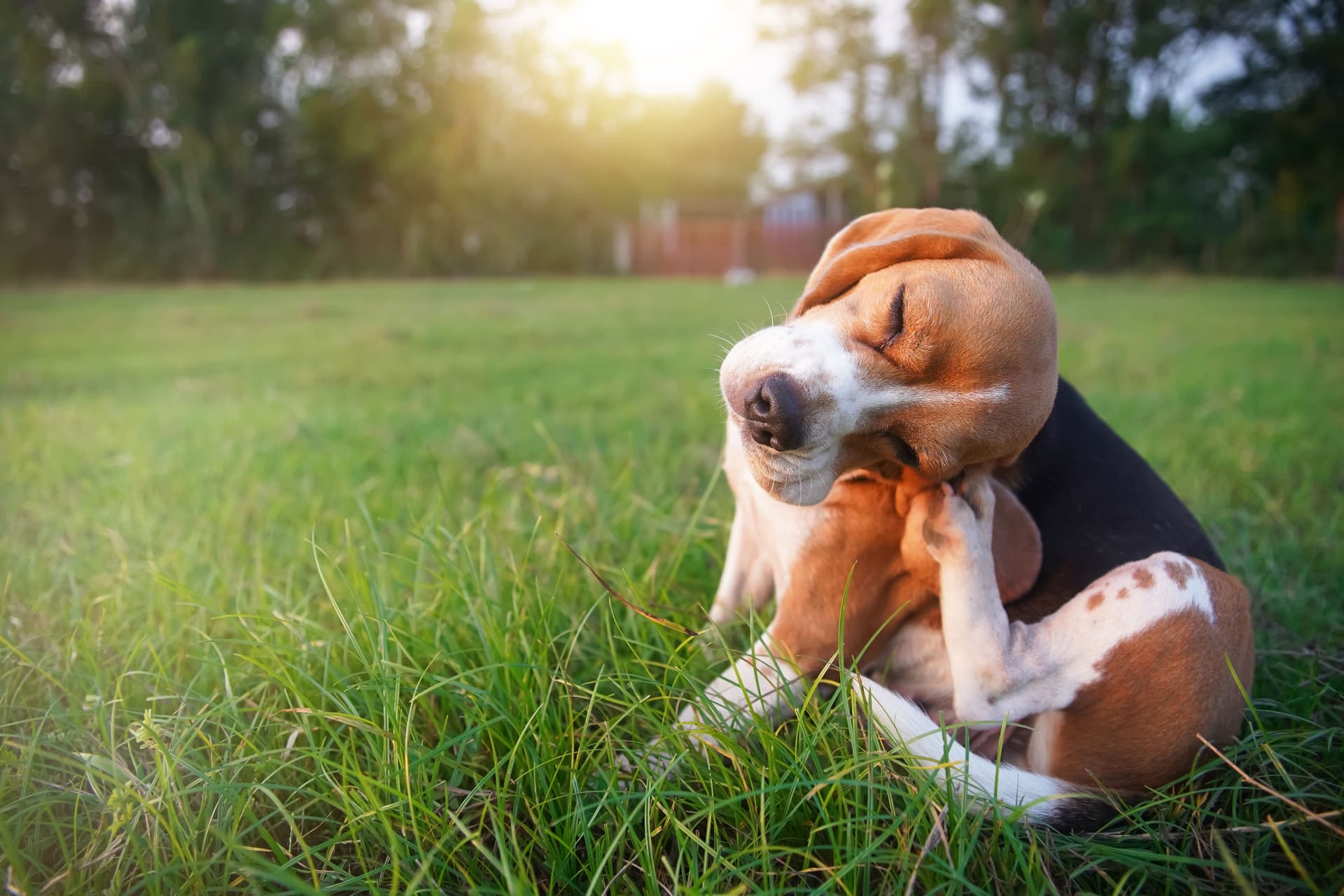 Flea Season UK: Seasonal Yearly Timeline - Flea Season For Senior Dogs