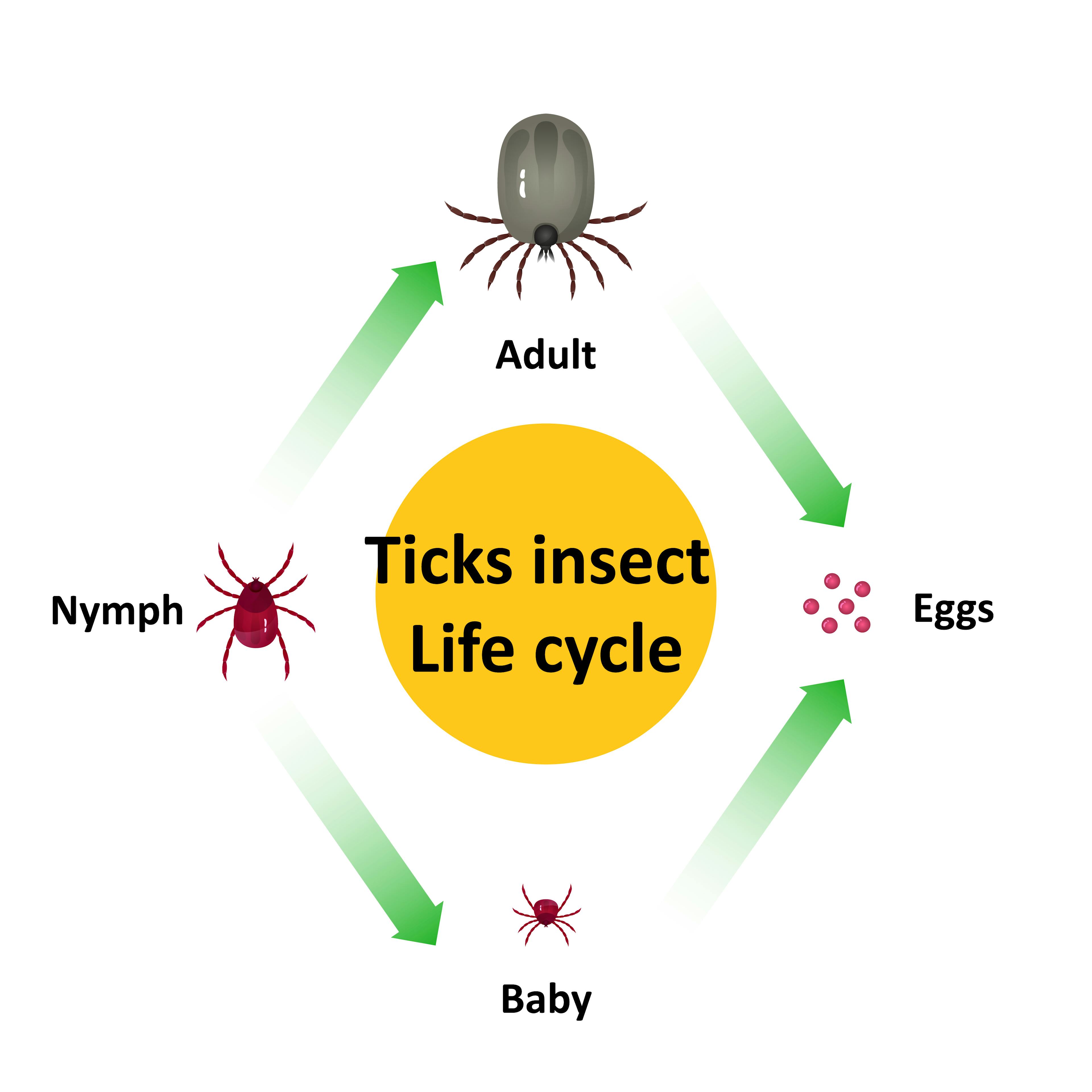Tick insect life cycle